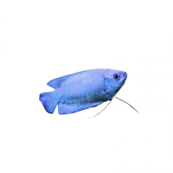 PEIXE COLISA AZUL (DALUFRAN)